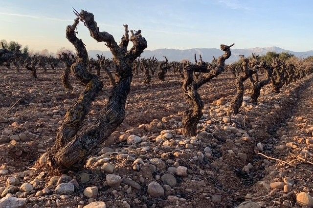 Old Tempranillo vines at Altanza’s Valvarés estate — Rioja Alta